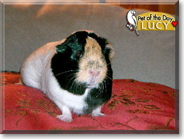 Lucy, the Pet of the Day Lucy, the Pet of the Day