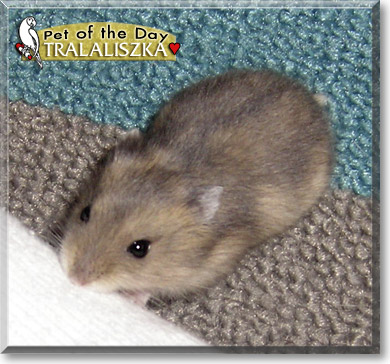 Tralaliszka, the Pet of the Day Tralaliszka, the Pet of the Day
