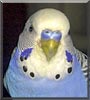 Mr. Bird