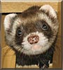 Bandit