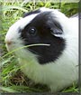 Oreo