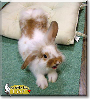 Lop, the Pet of the Day