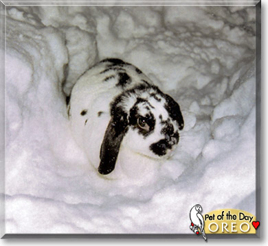 Oreo, the Pet of the Day