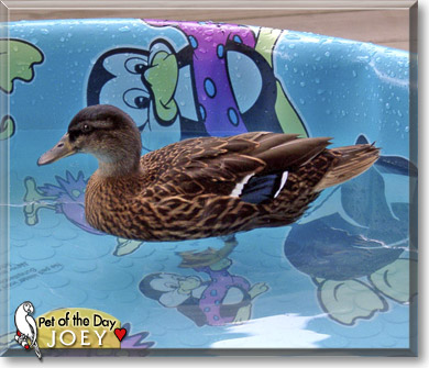 Joey, the Pet of the Day