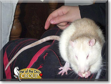 Croup, the Pet of the Day