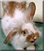 Lop