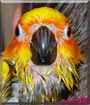 Tiki