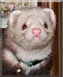 Rascal