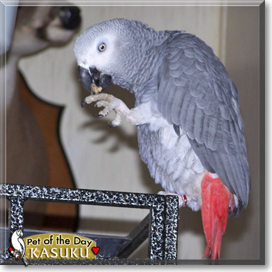 Kasuku, the Pet of the Day