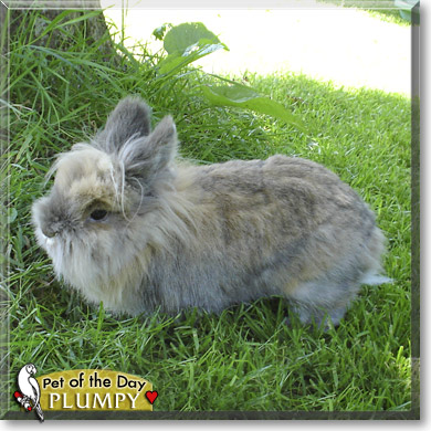 Plumpy, the Pet of the Day
