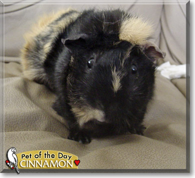Cinnamon, the Pet of the Day