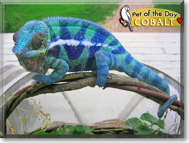 Cobalt, the Pet of the Day Cobalt, the Pet of the Day