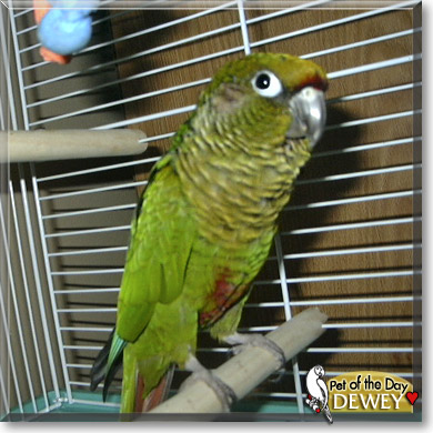 Dewey, the Pet of the Day