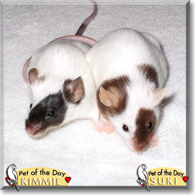 Kimmie, Suki, the Pet of the Day