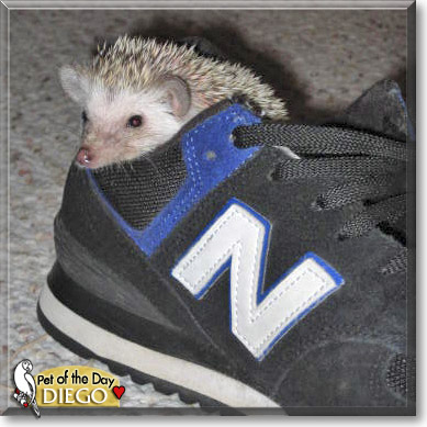 Diego, the Pet of the Day