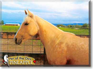 Pineapple, the Pet of the Day
