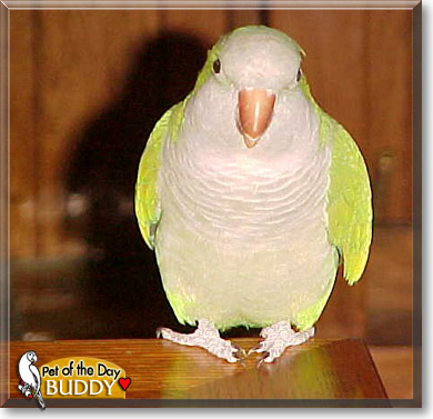Buddy, the Pet of the Day