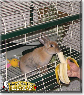 Jellybean, the Pet of the Day