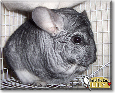 Lily, the Pet of the Day