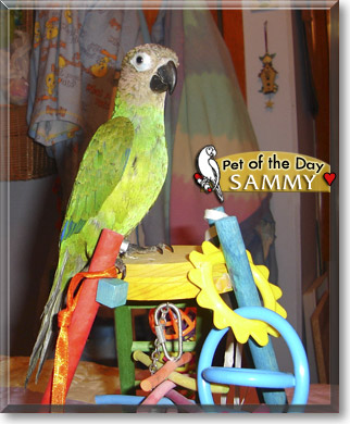 Sammy, the Pet of the Day