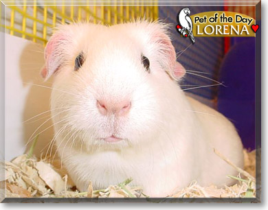 Lorena, the Pet of the Day