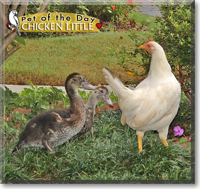 Chicken Little, the Pet of the Day