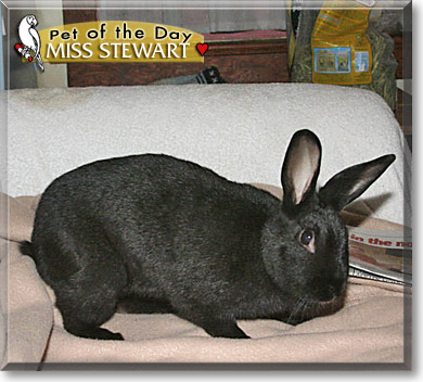 Miss Stewart, the Pet of the Day