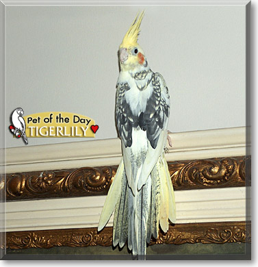 Tigerlily, the Pet of the Day
