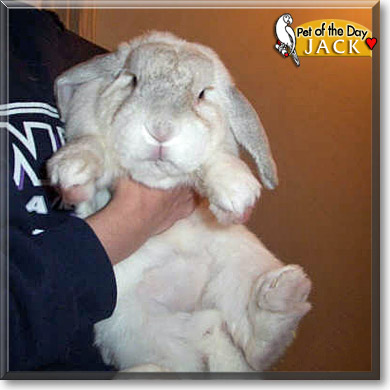 Jack, the Pet of the Day