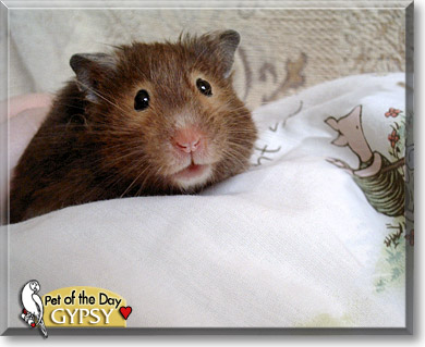 Gypsy, the Pet of the Day