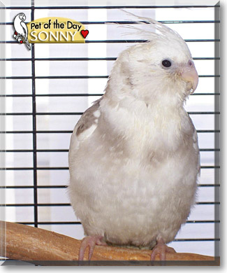 Sonny, the Pet of the Day