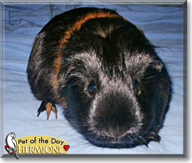 Hermione, the Pet of the Day
