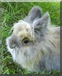 Plumpy