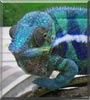 Cobalt