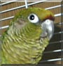 Dewey