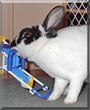 George W. Bunny