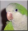 Green Bean