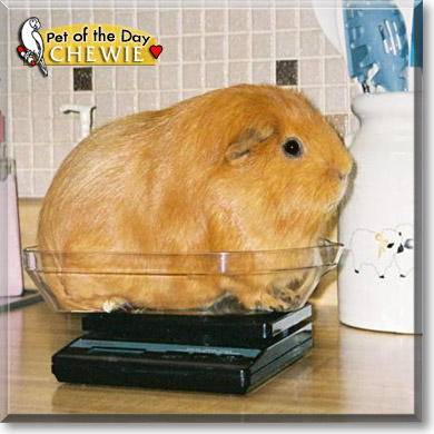 Chewie, the Pet of the Day