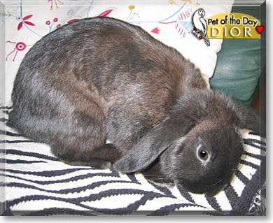 Dior, the Pet of the Day