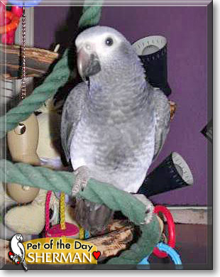 Sherman, the Pet of the Day