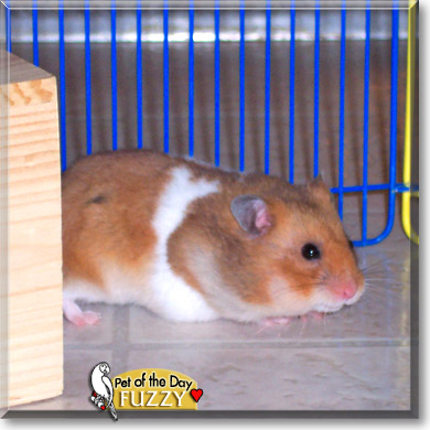 Fuzzy, the Pet of the Day