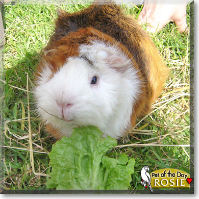Rosie, the Pet of the Day