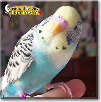 Prettyboy, the Pet of the Day