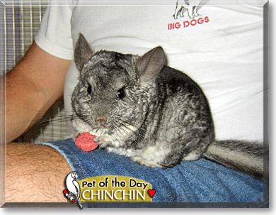 Chinchin, the Pet of the Day