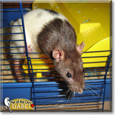 Darci, the Pet of the Day Darci, the Pet of the Day