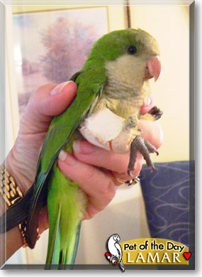 Lamar, the Pet of the Day Lamar, the Pet of the Day
