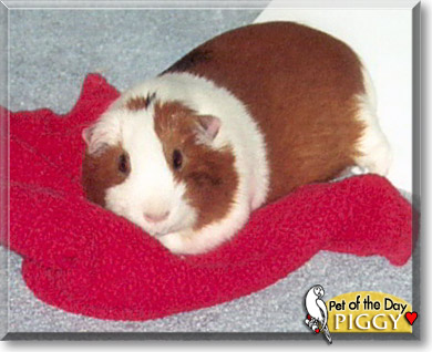 Piggy, the Pet of the Day