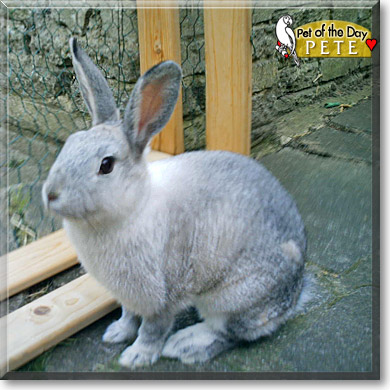 Pete, the Pet of the Day Pete, the Pet of the Day