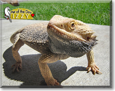 Izzy, the Pet of the Day