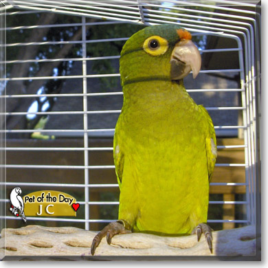 JC, the Pet of the Day